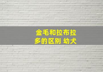 金毛和拉布拉多的区别 幼犬